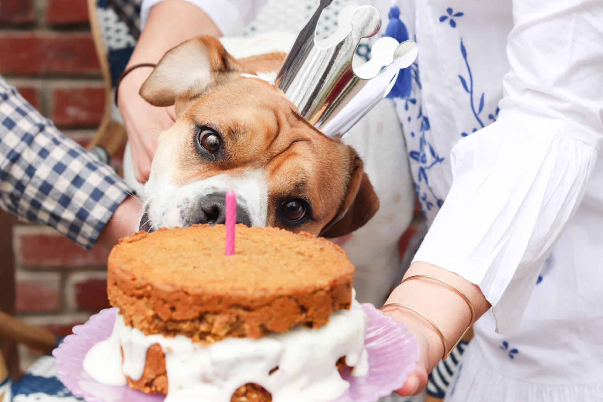 Liver Cake For Dogs Recipe Allianna's Kitchen